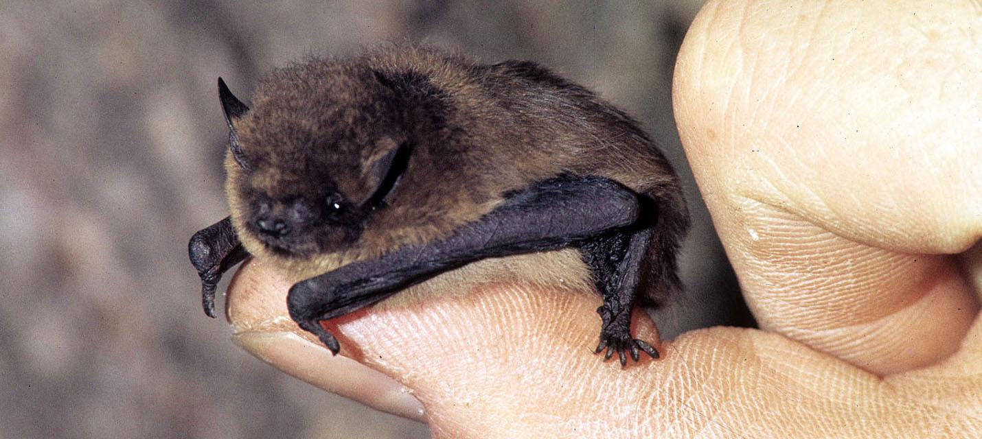 Pipistrelle commune