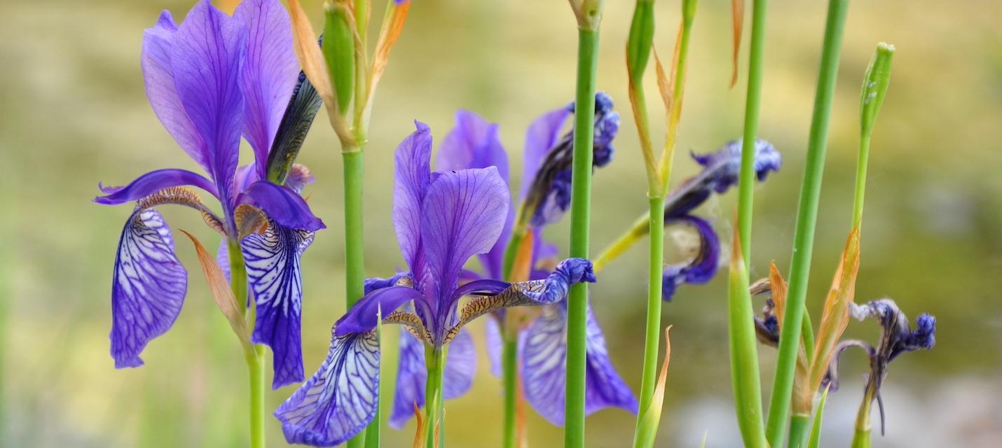 Iris de Sibérie 